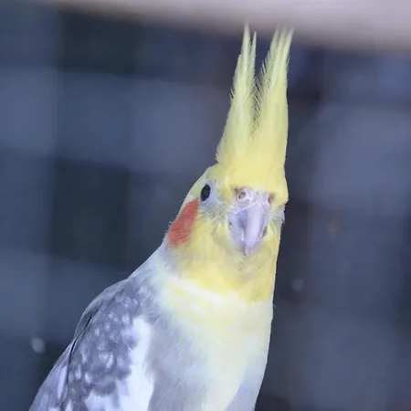 Homestay Goscinne U Hanki Jastrzebia Gora